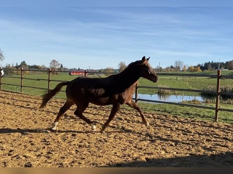 Poney de selle allemand Étalon 1 Année 155 cm Alezan brûlé in Heimenkirch