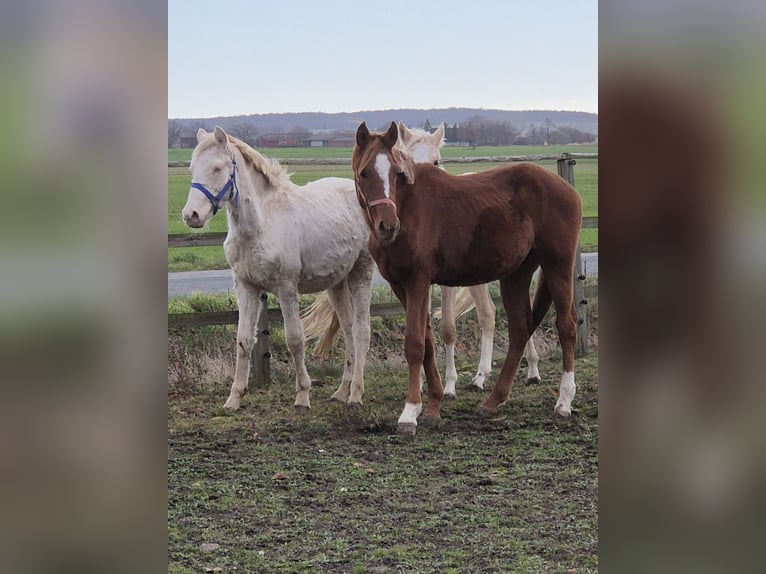 Poney de selle allemand Étalon 1 Année 155 cm Alezan brûlé in Vienenburg