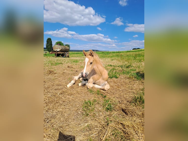 Poney de selle allemand Étalon 1 Année 155 cm Palomino in Hanau Poney de selle allemand Étalon 1 Année 155 cm Palomino in Hanau