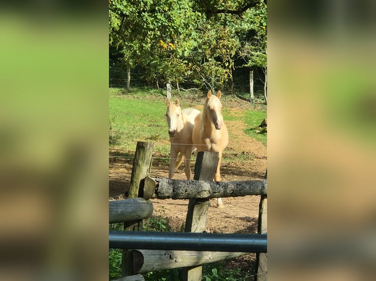 Poney de selle allemand Étalon 1 Année 155 cm Palomino in Hanau Poney de selle allemand Étalon 1 Année 155 cm Palomino in Hanau