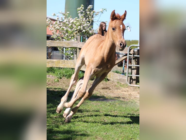 Poney de selle allemand Étalon 1 Année Alezan brûlé in Ritterhude