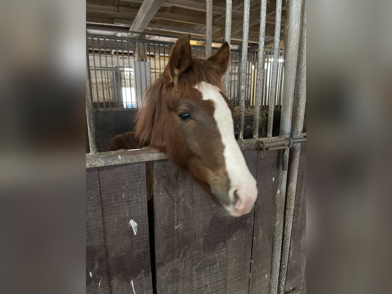 Poney de selle allemand Étalon 1 Année Alezan brûlé in Varel Jethausen