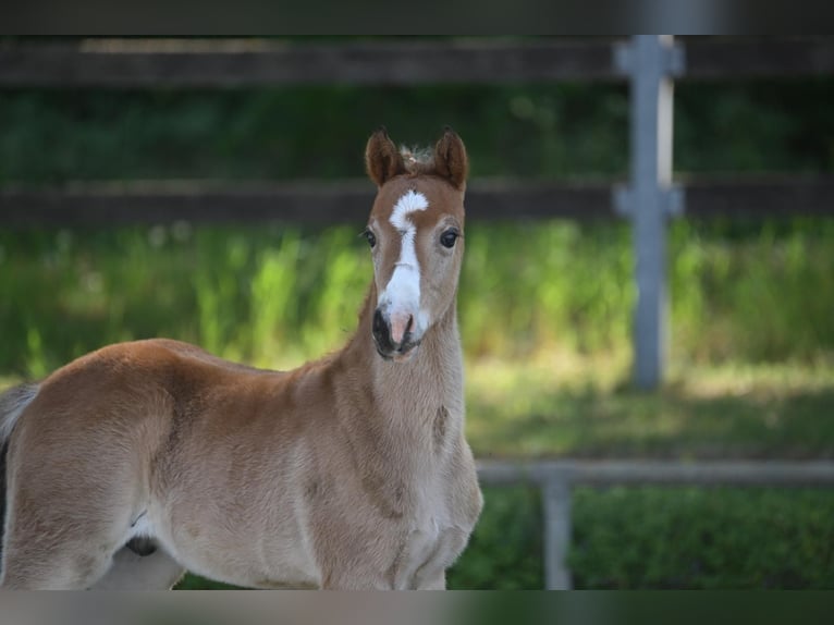 Poney de selle allemand Étalon 1 Année Bai in Marienfließ
