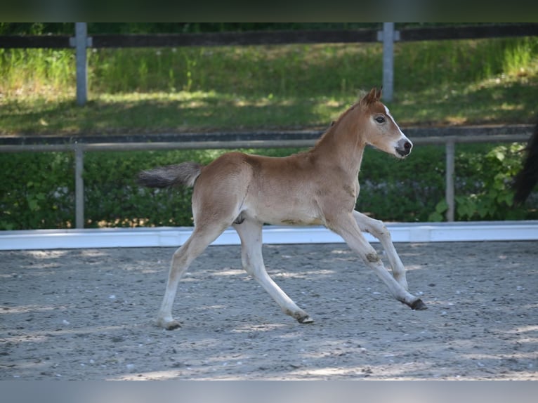 Poney de selle allemand Étalon 1 Année Bai in Marienfließ