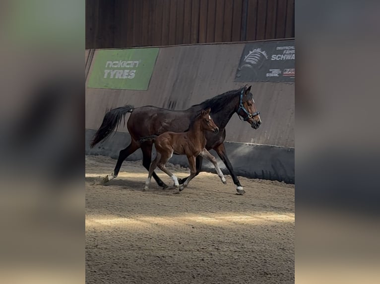 Poney de selle allemand Étalon 1 Année Bai in Wegeleben