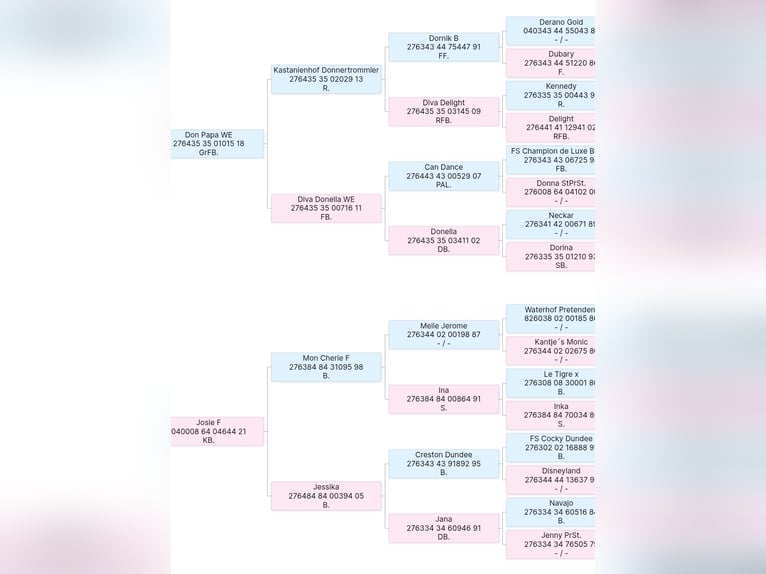 Poney de selle allemand Étalon 1 Année Buckskin in Diersbach