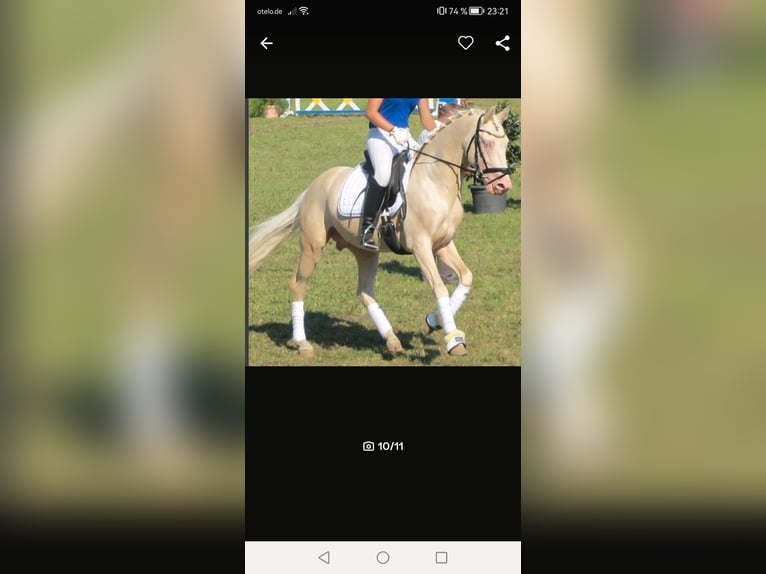 Poney de selle allemand Étalon 1 Année Buckskin in Oschersleben