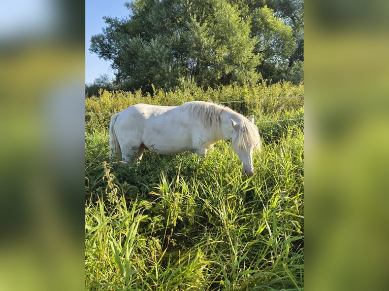 Poney de selle allemand Étalon 1 Année Cremello in Blankenheim