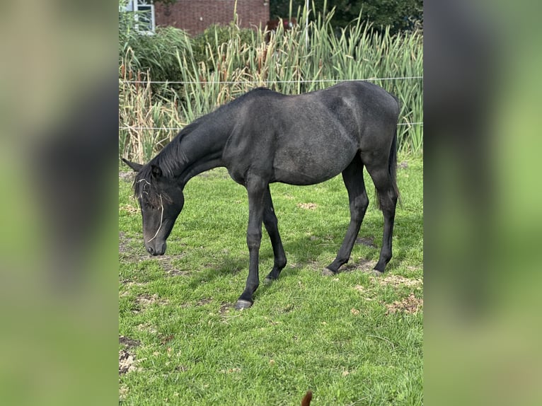 Poney de selle allemand Étalon 1 Année Gris in Blomberg
