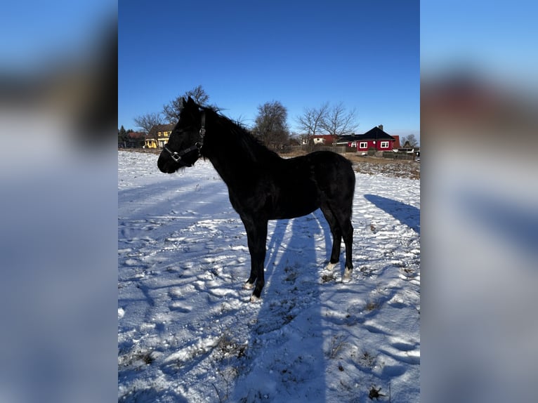 Poney de selle allemand Étalon 1 Année Gris noir in Wieserode