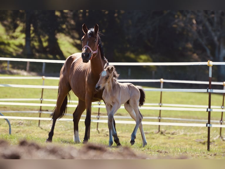 Poney de selle allemand Étalon 1 Année Isabelle in Aitrang