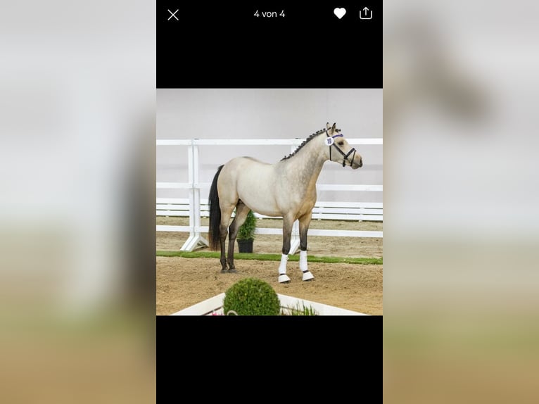 Poney de selle allemand Étalon 1 Année Isabelle in Aitrang