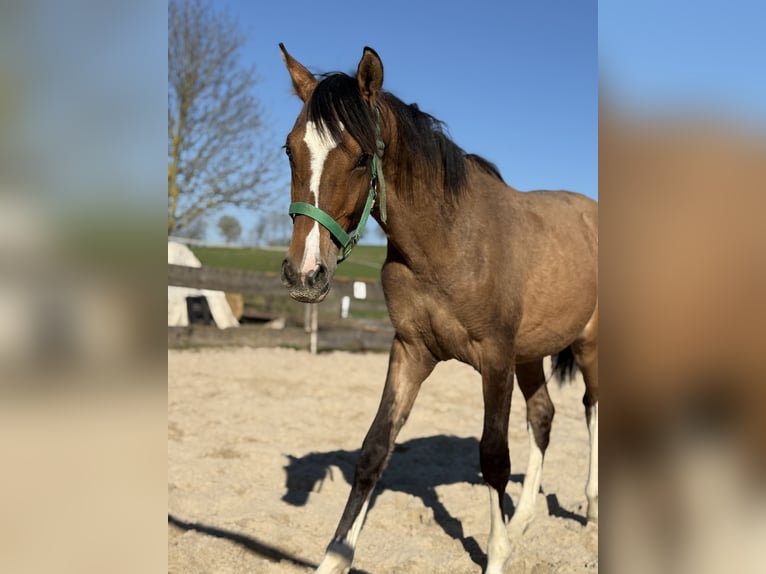 Poney de selle allemand Étalon 1 Année Isabelle in Einbeck