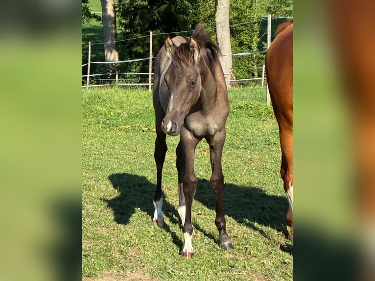 Poney de selle allemand Étalon 1 Année Isabelle in Gunzwill
