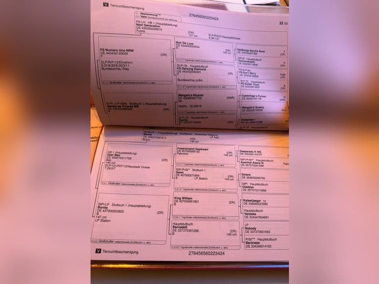 Poney de selle allemand Étalon 1 Année Noir in Einbeck