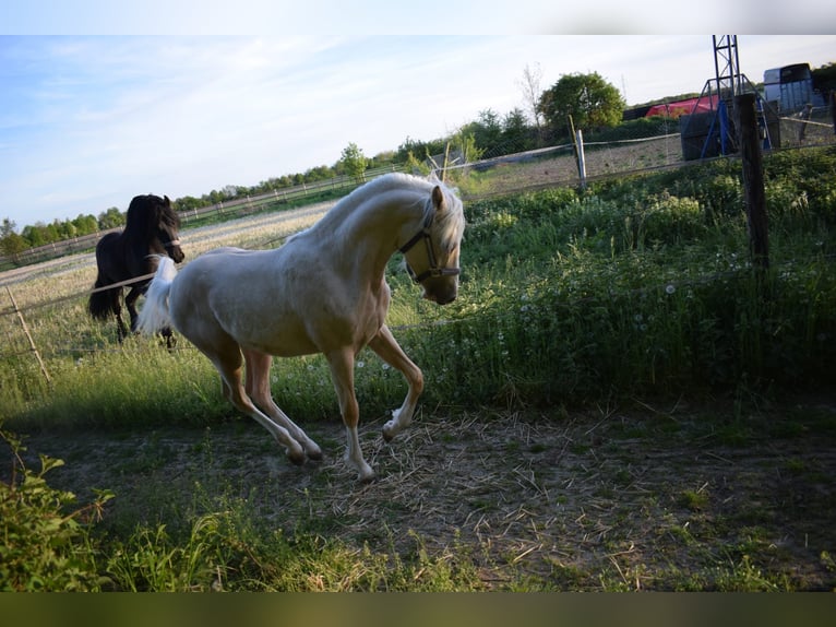 Poney de selle allemand Étalon 1 Année Palomino in Selfkant