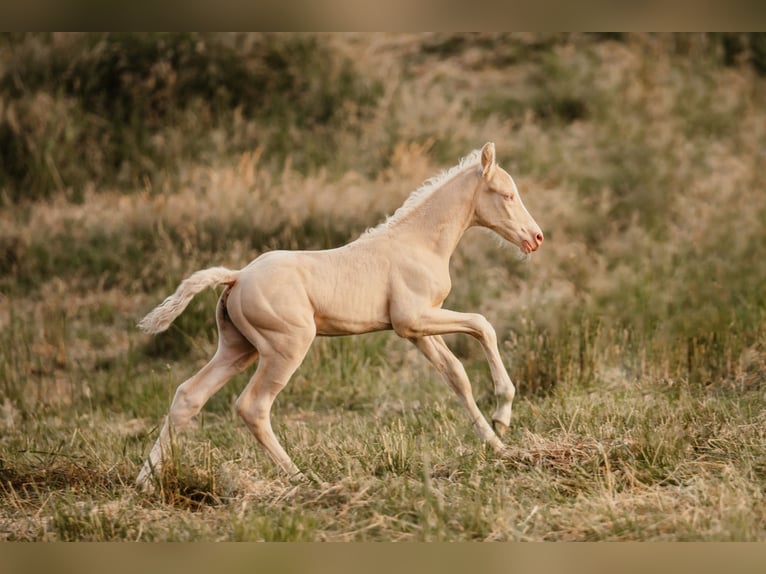 Poney de selle allemand Étalon 1 Année Perlino in Springe