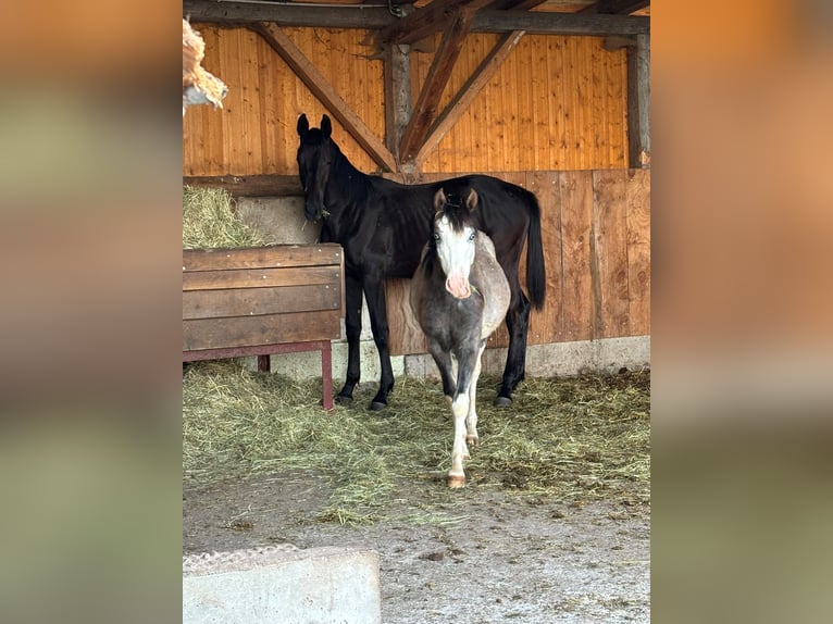 Poney de selle allemand Étalon 1 Année Peut devenir gris in Villingen-Schwenningen