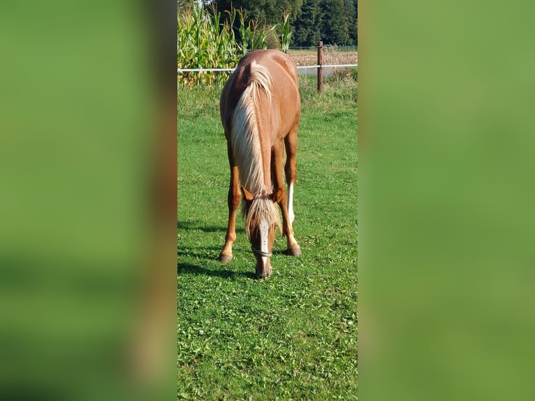 Poney de selle allemand Étalon 1 Année Rouan Rouge in Stadtlohn