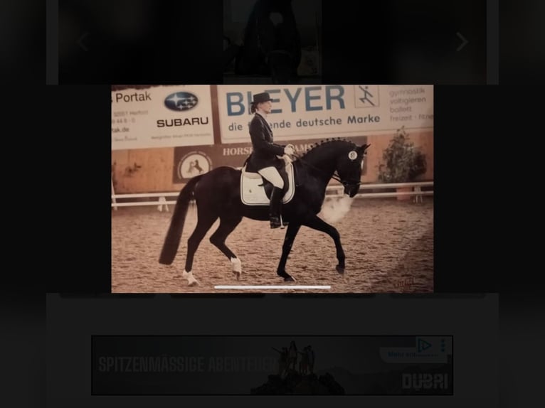 Poney de selle allemand Étalon 21 Ans 152 cm Bai brun foncé in Wildeshausen