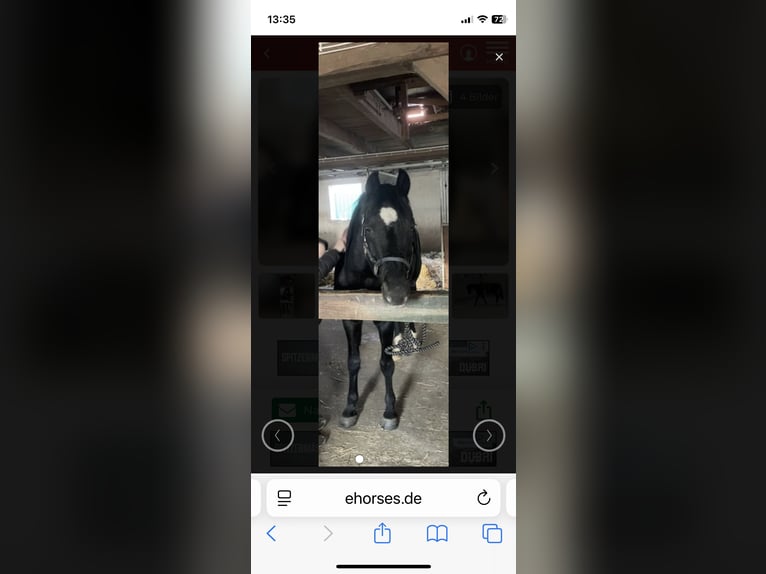 Poney de selle allemand Étalon 21 Ans 152 cm Bai brun foncé in Wildeshausen