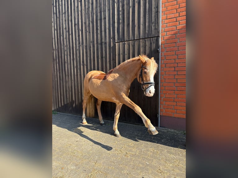 Poney de selle allemand Étalon 22 Ans 148 cm Alezan in Alzenau in Unterfranken
