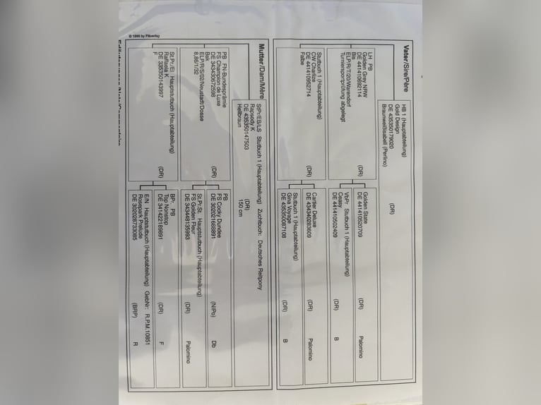Poney de selle allemand Étalon 2 Ans 138 cm Buckskin in Much