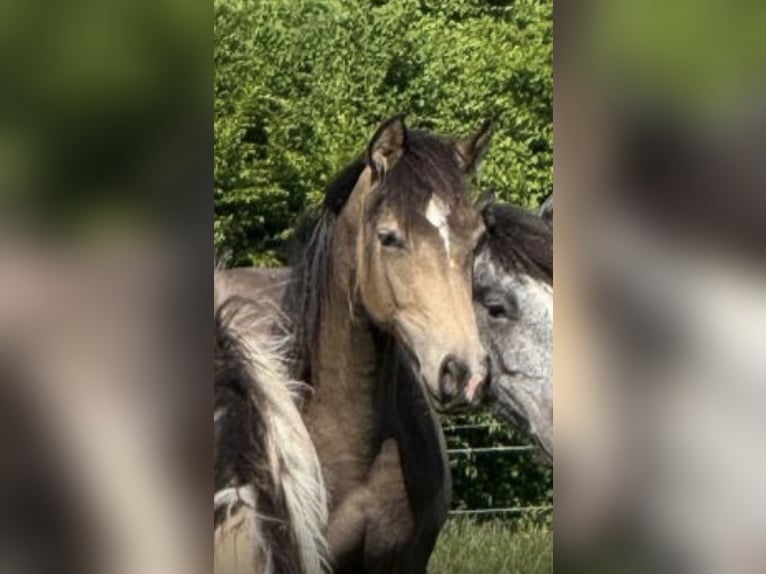 Poney de selle allemand Étalon 2 Ans 138 cm Buckskin in Much