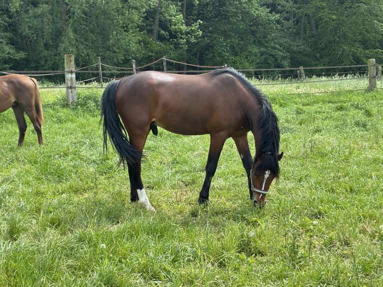 Poney de selle allemand Étalon 2 Ans 141 cm Bai in Kempen