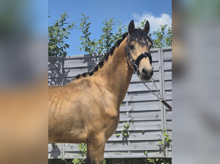 Poney de selle allemand Étalon 2 Ans 142 cm Buckskin in Gelenau/Erzgebirge
