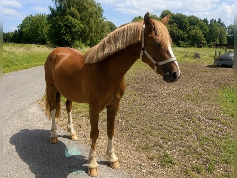 Poney de selle allemand Étalon 2 Ans 143 cm Alezan in Dierdorf