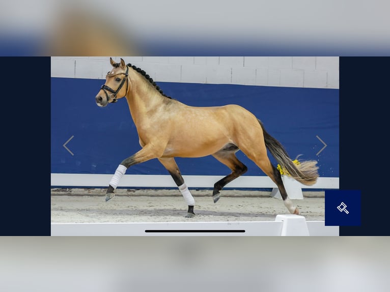 Poney de selle allemand Étalon 2 Ans 143 cm Isabelle in Welver