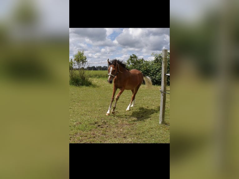 Poney de selle allemand Étalon 2 Ans 144 cm Bai in Fischbachau