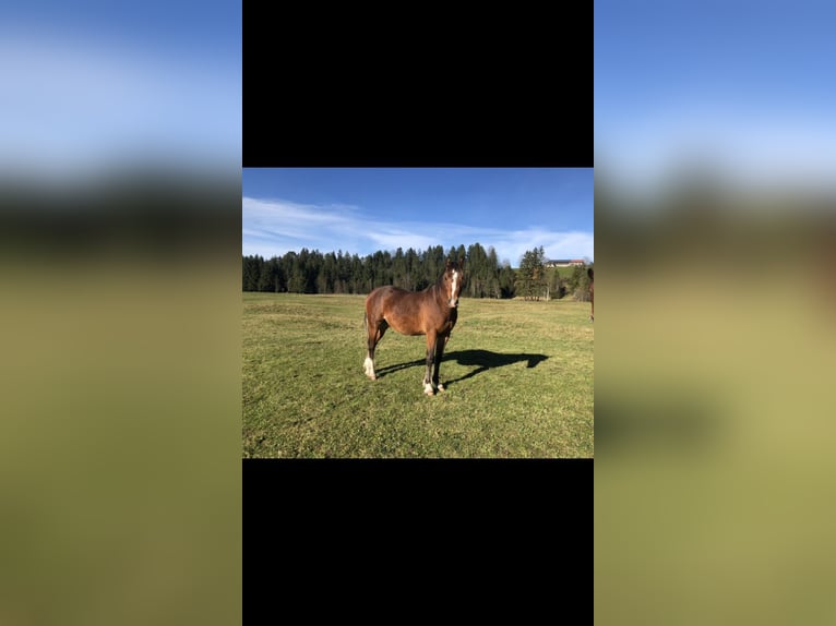 Poney de selle allemand Étalon 2 Ans 144 cm Bai in Fischbachau
