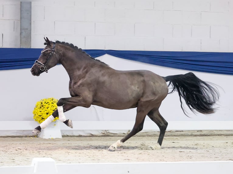 Poney de selle allemand Étalon 2 Ans 144 cm Isabelle in Marsberg