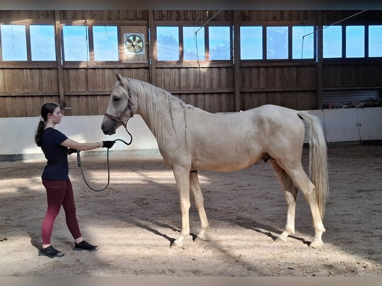 Poney de selle allemand Étalon 2 Ans 144 cm Palomino in Ebersbach an der Fils Poney de selle allemand Étalon 2 Ans 144 cm Palomino in Ebersbach an der Fils