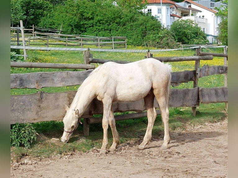Poney de selle allemand Étalon 2 Ans 144 cm Palomino in Ebersbach an der Fils Poney de selle allemand Étalon 2 Ans 144 cm Palomino in Ebersbach an der Fils