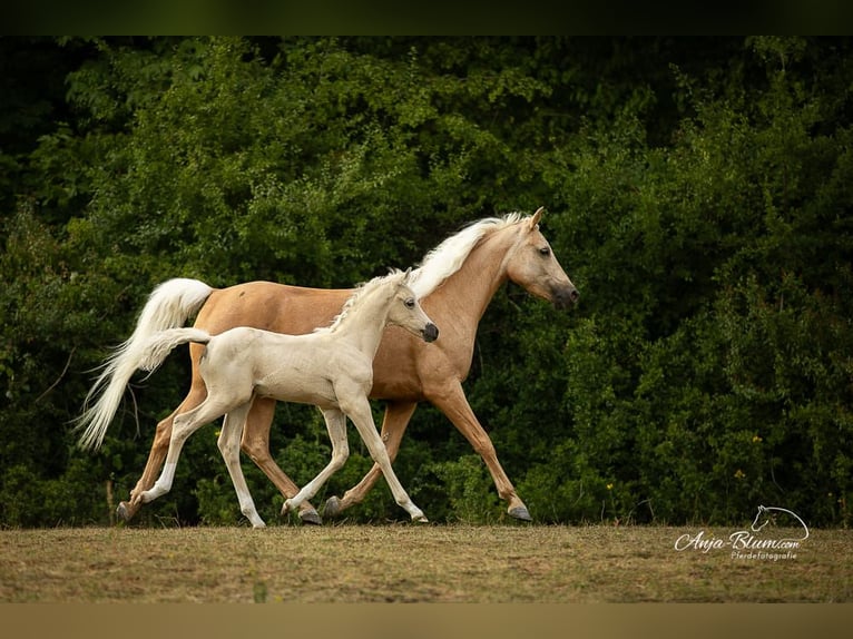 Poney de selle allemand Étalon 2 Ans 144 cm Palomino in Ebersbach an der Fils Poney de selle allemand Étalon 2 Ans 144 cm Palomino in Ebersbach an der Fils