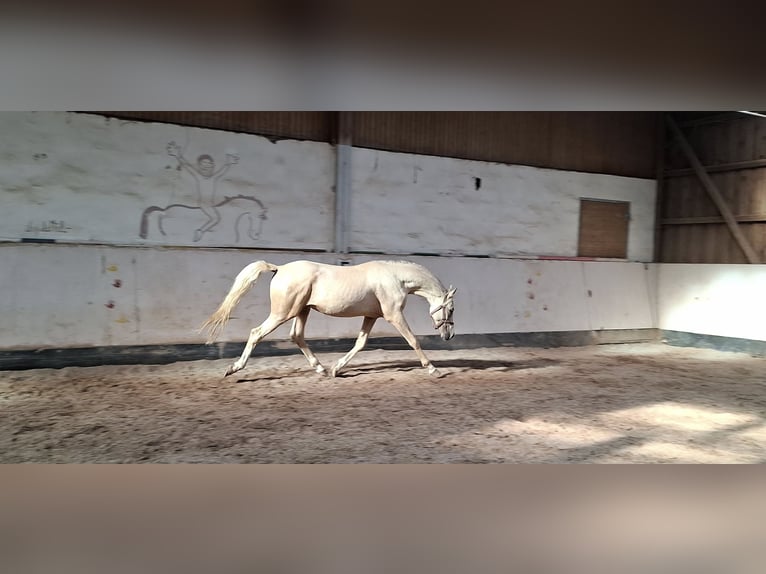 Poney de selle allemand Étalon 2 Ans 144 cm Palomino in Ebersbach an der Fils Poney de selle allemand Étalon 2 Ans 144 cm Palomino in Ebersbach an der Fils