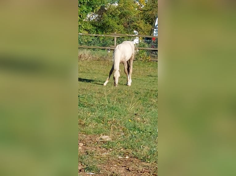 Poney de selle allemand Étalon 2 Ans 144 cm Palomino in Ebersbach an der Fils Poney de selle allemand Étalon 2 Ans 144 cm Palomino in Ebersbach an der Fils