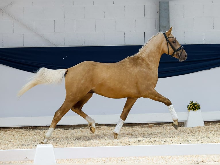 Poney de selle allemand Étalon 2 Ans 144 cm Palomino in Marsberg