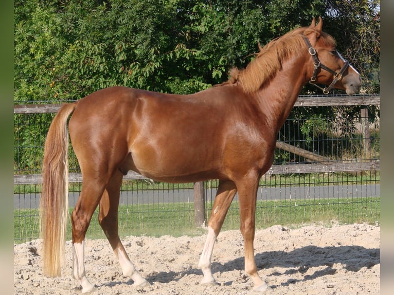 Poney de selle allemand Étalon 2 Ans 145 cm Alezan in Wallrode