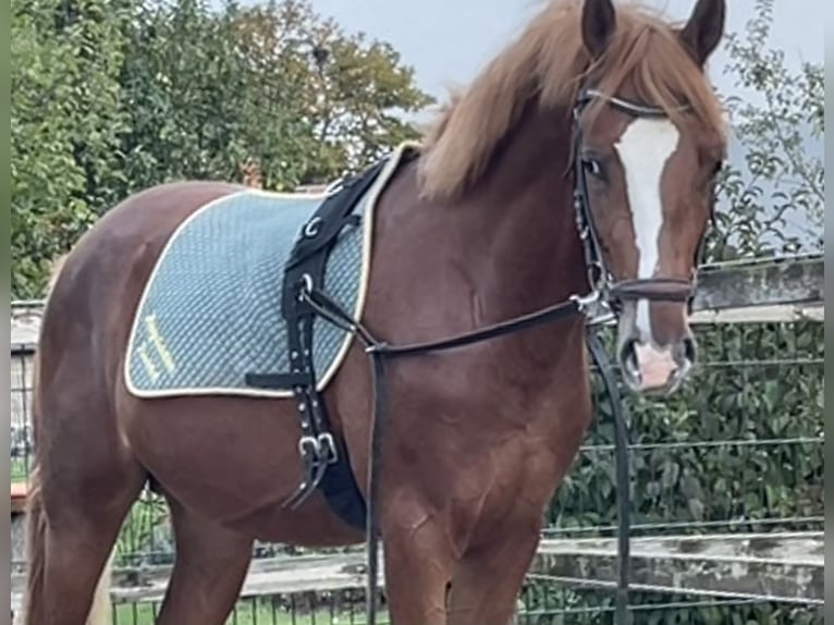 Poney de selle allemand Étalon 2 Ans 145 cm Alezan in Wallrode