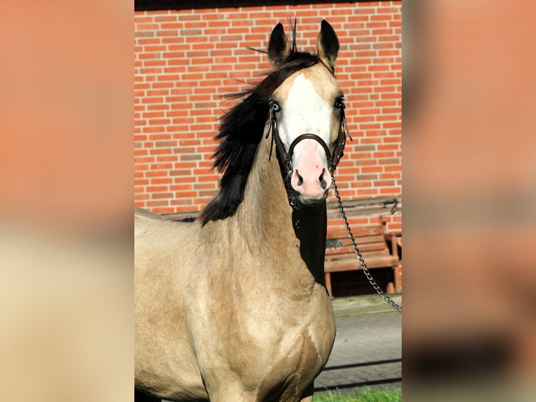 Poney de selle allemand Étalon 2 Ans 145 cm Buckskin in Rehburg-Loccum Münchehagen