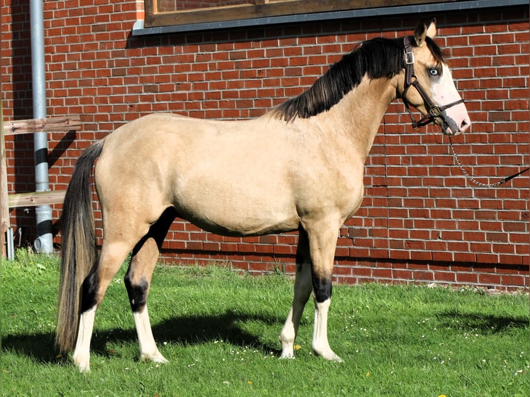 Poney de selle allemand Étalon 2 Ans 145 cm Buckskin in Rehburg-Loccum Münchehagen