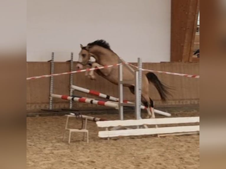 Poney de selle allemand Étalon 2 Ans 145 cm Buckskin in Rehburg-Loccum Münchehagen