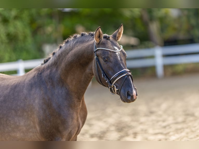 Poney de selle allemand Étalon 2 Ans 145 cm Grullo in Bedburg