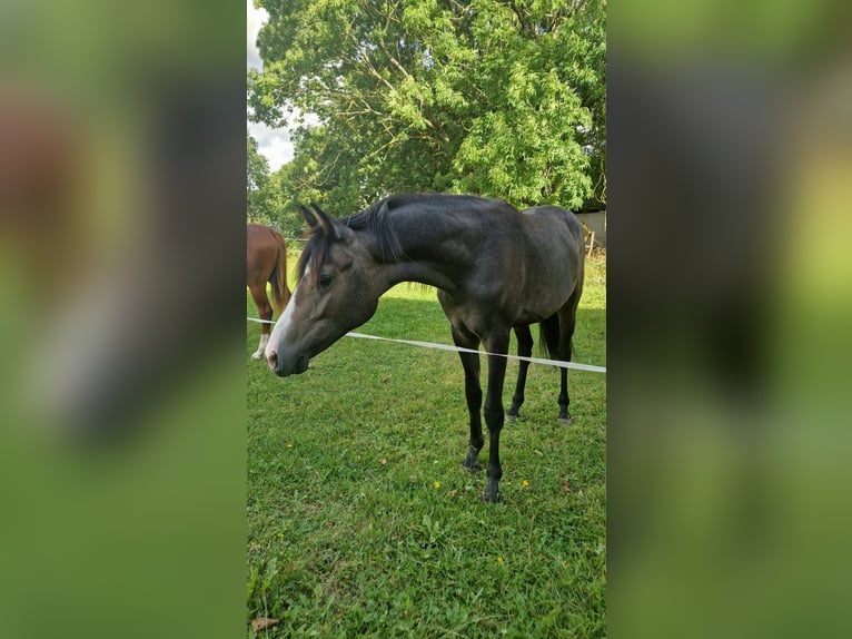 Poney de selle allemand Étalon 2 Ans 145 cm Peut devenir gris in Dersekow