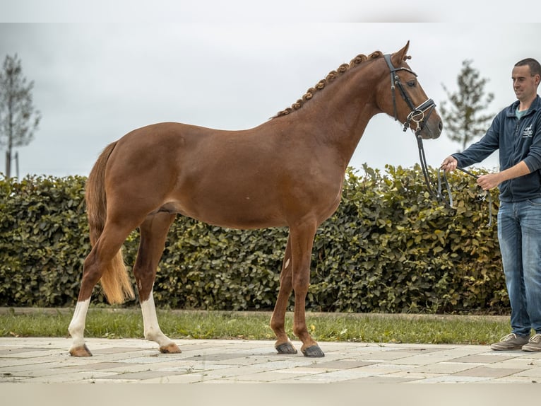 Poney de selle allemand Étalon 2 Ans 146 cm Alezan in Gomadingen