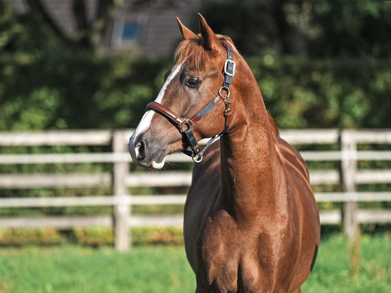 Poney de selle allemand Étalon 2 Ans 146 cm Alezan in Bedburg